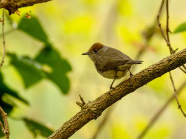 Siyah başlıklı kuş, doğal arka planı olan bir dala tünemişti. 