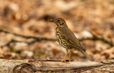 Ardıç kuşu çalılıklarda böcek ve larva arıyor. 