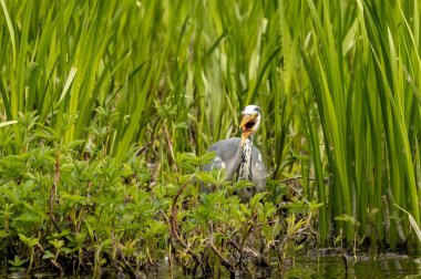 Sazlıkların arasındaki gölde balıkçılık yapan gri balıkçıl.