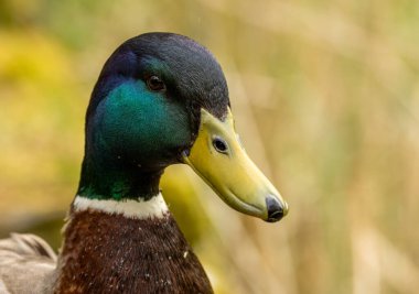 Yaban ördeğinin renkli yeşil kafası ve sarı gagası