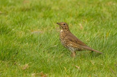 şarkı pamukçuk çim