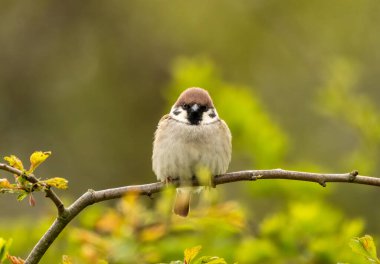 Ağaç serçesi bir dala tünedi.