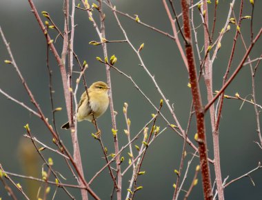 Söğüt bülbülü İskoçya 'da üreme mevsiminde bir dala tünemiş. 