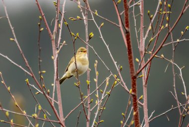 Söğüt bülbülü İskoçya 'da üreme mevsiminde bir dala tünemiş. 