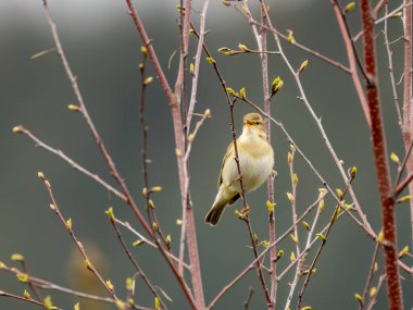 Söğüt bülbülü İskoçya 'da üreme mevsiminde bir dala tünemiş. 