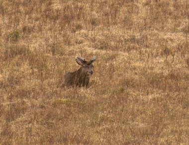 İskoçya dağlarında yeni ağaçlarda otlayan kızıl geyik 