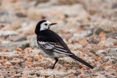 Çakıl taşının üzerindeki kuyruklu kuşa yaklaş.
