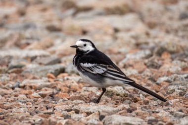 Çakıl taşının üzerindeki kuyruklu kuşa yaklaş.