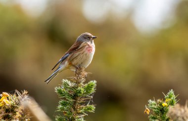 Linnet bir ağaç dalının tepesine tünemişti.