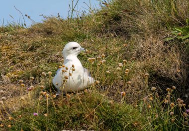 Fulmar uçurumun kenarına kurulmuştu.