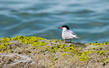 Yetişkin kutup deniz tarlası yavrularını besler.