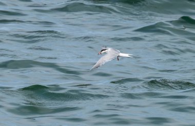 Okyanus üzerinde balıkçılık yapan deniz kestanesi 