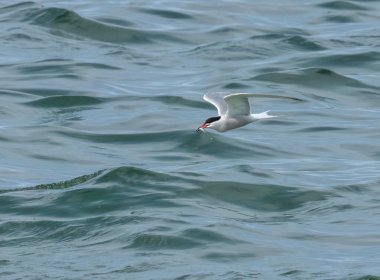 Okyanus üzerinde balıkçılık yapan deniz kestanesi 