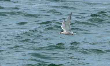 Okyanus üzerinde balıkçılık yapan deniz kestanesi 