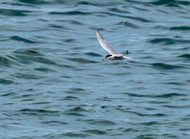 Okyanus üzerinde balıkçılık yapan deniz kestanesi 