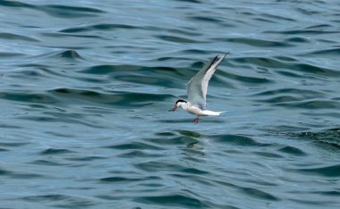 Okyanus üzerinde balıkçılık yapan deniz kestanesi 