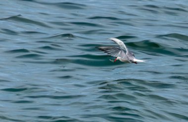 Okyanus üzerinde balıkçılık yapan deniz kestanesi 