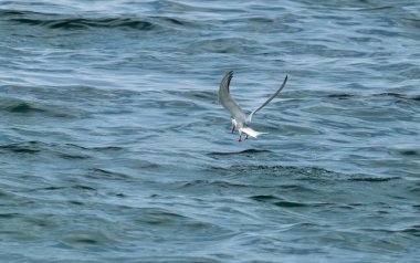 Okyanus üzerinde balıkçılık yapan deniz kestanesi 