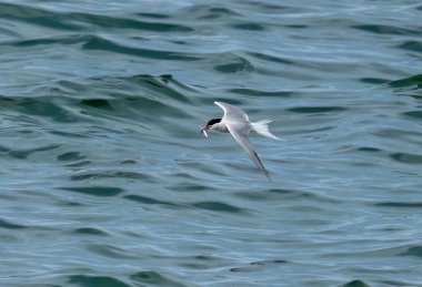 Okyanus üzerinde balıkçılık yapan deniz kestanesi 