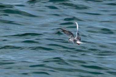 Okyanus üzerinde balıkçılık yapan deniz kestanesi 