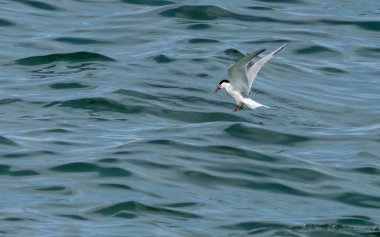 Okyanus üzerinde balıkçılık yapan deniz kestanesi 