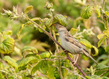 Serçe yapraklardan böcek topluyor.