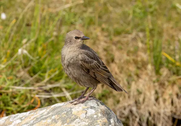 Genç sığırcık bir kayanın üzerinde duruyor.