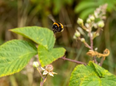 Baharda yaban arısı ve kır çiçekleri