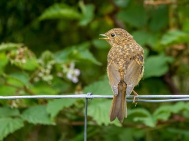 Tel örgüye konmuş genç bir bülbülü yakından çek.