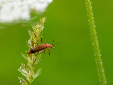 Doğal yeşil geçmişi olan asker bir böceğe yaklaş.