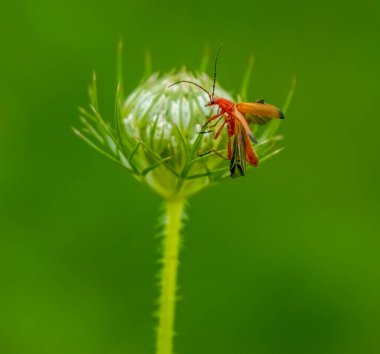 Yeşil saplı, doğal bir geçmişi olan asker bir böceğe yaklaş.