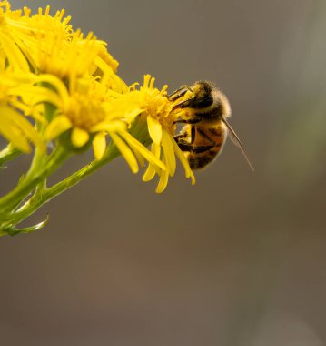 Baharda bir arı ve sarı çiçekleri kapat.
