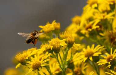 Baharda bir arı ve sarı çiçekleri kapat.