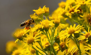 Baharda bir arı ve sarı çiçekleri kapat.