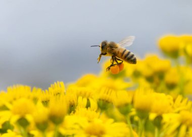Baharda bir arı ve sarı çiçekleri kapat.