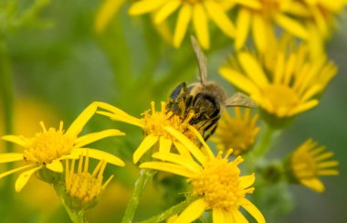 Baharda bir arı ve sarı çiçekleri kapat.