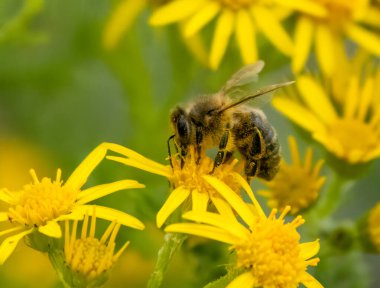 Baharda bir arı ve sarı çiçekleri kapat.