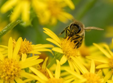 Baharda bir arı ve sarı çiçekleri kapat.