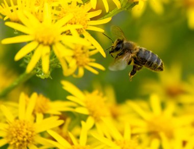 Baharda bir arı ve sarı çiçekleri kapat.