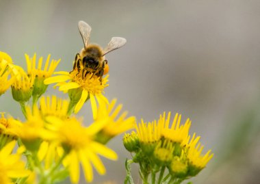 Baharda bir arı ve sarı çiçekleri kapat.