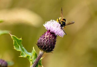 Mor bir devedikeni üzerinde yabanarısı böceği