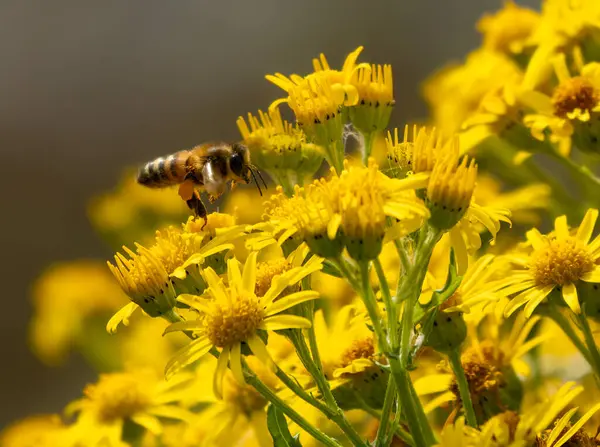 Baharda bir arı ve sarı çiçekleri kapat.