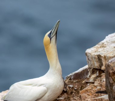 Uçurumun kenarındaki büyük kuzey sümsüğüne yaklaş.