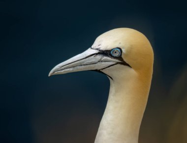 Uçurumun kenarındaki büyük kuzey sümsüğüne yaklaş.