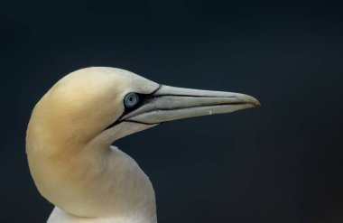 Uçurumun kenarındaki büyük kuzey sümsüğüne yaklaş.