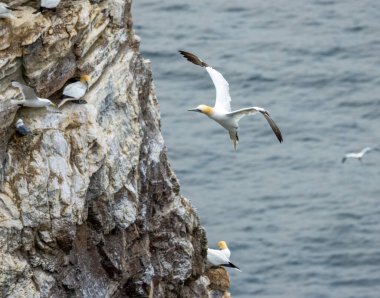 Büyük kuzey sümsüğü uçurumun kenarında bir yer arıyor.