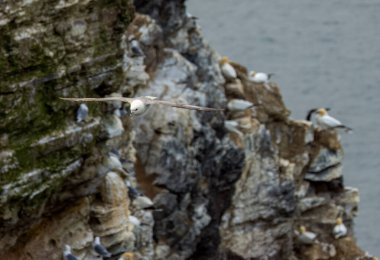Fulmar deniz kuşu uçurumun kenarında yuvalanan bir sümsük kuşunun yanından uçuyor.