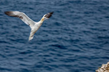 Büyük kuzey sümsük kuşu uçurumun kenarına iniyor. 