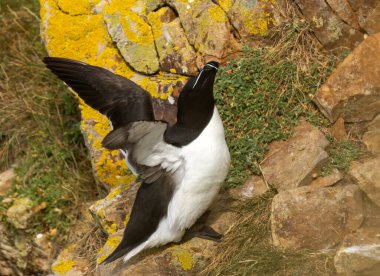 Uçurumun kenarına tünemiş ustura gagalı bir deniz kuşuna yaklaş