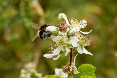 Yaban gülü zıplarken polen toplayan yaban arısı